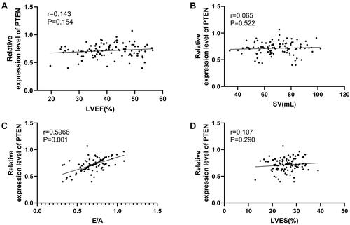 Figure 3 Correlation between PTEN and echocardiographic parameters. (A) Correlation analysis of serum PTEN relative level and LVEF in HF patients. (B) Correlation analysis of serum PTEN relative level and SV in HF patients. (C) Correlation analysis of serum PTEN relative level and E/A in HF patients. (D) Correlation analysis of serum PTEN relative level and LVES in HF patients.