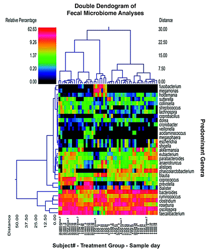 Figure 2. Dual Hierarchal dendrogram with subjects clustered on the X-axis and coded by subject number, treatment group and sample day. AMX = amoxicillin, CON = control and PSP = PolySaccharoPeptide. Thus, the first sample on the far left “16 AMX minus 7” denotes subject 16, amoxicillin treatment group, day minus 7 (screening visit) stool sample. Subjects with more similar microbial populations are closer together. Each sample time point is represented for each of the 9 subjects shown. This figure illustrates that each subject maintains a relatively stable microbial population during the course of the study and that these populations are identifiable to the individual. The heatmap represents the relative percentages of each bacterial genus. The predominant genera are represented along the right Y-axis. The legend for the heatmap is provided in the upper left corner representing the relative percentages of each bacterial genera within each sample. We can see that the genera that are most abundant are Faecalibacterium, Bacteroides, Rosburia, Clostridium, and Ruminococcus.