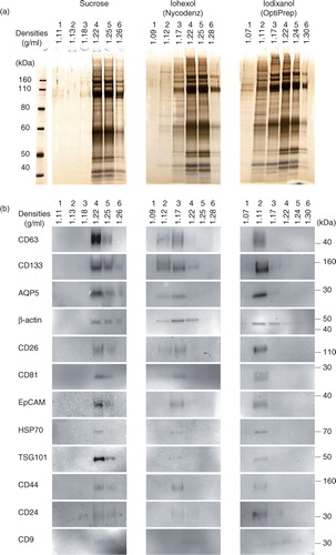 Fig. 2.  The effects of gradient media on the fractionation of salivary EVs by density gradient centrifugation [left panel: sucrose; middle panel: iohexol; right panel: iodixanol]. (a) Molecules (mostly proteins) contained in each fraction were visualized by silver staining after electrophoresis in polyacrylamide gel (PAGE). The left panel shows molecular weight (MW) markers with their MW×10−3. Densities (g/ml) of the fractions are shown on the top. (b) Some of the EV markers were visualized by a WB method. The blotted membranes were incubated with antibodies against CD63, CD133, AQP5, β-actin, CD26, CD81, EpCAM, HSP70, TSG101, CD44, CD24 and CD9. Densities (g/ml) of the fractions are shown on the top. Numbers on the right indicate MW×10−3 of the marker.