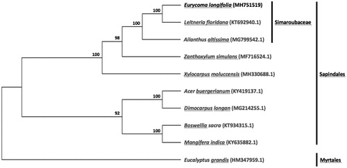 Figure 1. Maximum likelihood tree showing the relationship among Eurycoma longifolia and representative species within the order Sapindales, based on whole chloroplast genome sequences, with Eucalyptus grandis of the order Myrtales as outgroup. Shown next to the nodes are bootstrap support values based on 1000 replicates.
