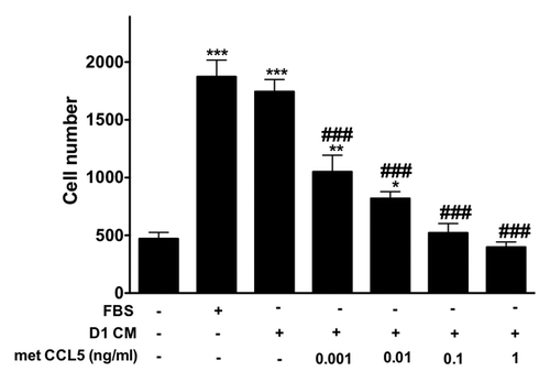 Figure 6. The inhibitor of CCR1 and CCR5 Met-CCL5 inhibits 4T1 cells invasion toward D1 mesenchymal stem cell conditioned media. The number of 4T1 cells migrating through uncoated and Matrigel®-coated transwell chamber was used to evaluate the effects of increasing concentrations of met-CCL5, an inhibitor of both CCR1 and CCL5 on the invasion promoted by mesenchymal stem D1 cell CM (for details see materials and Methods section). Serum-free (0% FBS) and 10% FBS media serve as negative and positive control, respectively. The numbers of migrating 4T1 cells normalized to the surface area of the transwell membrane are presented. Data were analyzed by one-way ANOVA and differences between treatment groups tested using the Student Newman–Keuls post-hoc test. *P < 0.05, **P < 0.01, ***P < 0.001 compared with 0% FBS control; #P < 0.05, ##P < 0.01, ###P < 0.001, compared with migration of 4T1 cells toward D1CM alone.