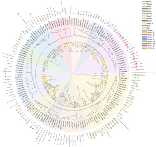 Figure 5. Evolutionary tree of C3H genes in Arabidopsis thaliana, Oryza sativa and Rosa chinensis. The outer ring is the motifs of C3H genes. The inner ring is the gene structure of C3H genes. The different color shadows represent different subgroups.