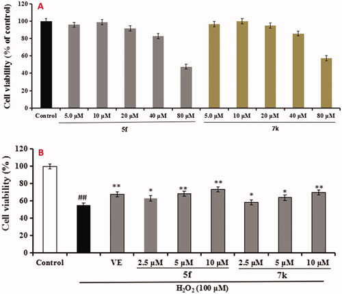 Figure 11. Cell viability was tested by MTT assay. (A) Cytotoxicity of compounds 5f and 7k on PC12 cells. (B) Attenuation of H2O2-induced PC12 cell injury by compounds 5f and 7k. values were expressed as mean ± SD by three independent experiments. ##p < 0.01 vs control; **p < 0.01, *p < 0.05 vs H2O2 group.