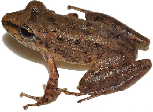 Figure 1. An adult male Pristimantis dundeei. Specimen from the Parque Estadual Serra Azul, Barra do Garças, MT, Brazil. SVL = 26.4 mm. Voucher AAG-UFU 3506, 26.4 mm SVL.