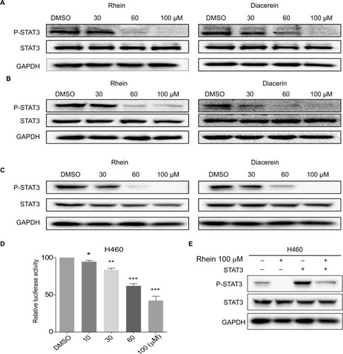 Figure 2 Western blot analysis of P-STAT3 in PC-9, A549 and H460 cells.Notes: (A) H460 cell lines were treated with a concentration gradient of Rhein and Diacerein. The expression of P-STAT3 was found by Western blot analysis. (B) PC-9 cell lines were treated with a concentration gradient of Rhein and Diacerein. The expression of P-STAT3 was found by Western blot analysis. (C) A549 cell lines were treated with a concentration gradient of Rhein and Diacerein. The expression of P-STAT3 was found by Western blot analysis. (D) H460 cells were transfected with luciferase reporter gene plasmid and treated with Rhein for 24 hours. The results were normalized to the Renilla luciferase activity. The bars indicate the mean ± SD. Statistically significant differences (Student’s t-test), *P<0.05; **P<0.01; ***P<0.001. (E) The STAT3 plasmid was transfected into H460 cells and then treated with Rhein for 24 hours. Cells were then lysed and subjected to immunoblotting with indicated antibodies. GAPDH was used as a loading control.