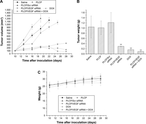 Figure 3 Tumor growth inhibition in vivo.Notes: (A) Tumor growth curves of mice (n=5). (B) Comparison of tumor weight among mice that received different treatments. **P<0.01. (C) The changes in body weight.Abbreviations: DOX, doxorubicin; PLCP, polycation liposome-encapsulated calcium phosphate nanoparticles; siRNA, small interfering RNA; Scr, scramble.