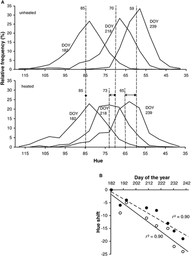 FIGURE 2. A: Relative frequency distributions of hues of pixels from living plants, taken from digital images of heated and unheated tundra plots on three days of the year (DOY). Grouping hues into classes of five units smoothed the curves. Long and short vertical lines indicate the means of the distributions for the unheated and heated treatment, respectively, and arrows the shifts of these means with experimental warming. B: Hue-shift in heated (•) and unheated (○) plots relative to the start of the growing season, calculated with cross-correlation statistics. Fitted lines estimate the seasonal hue-shifts