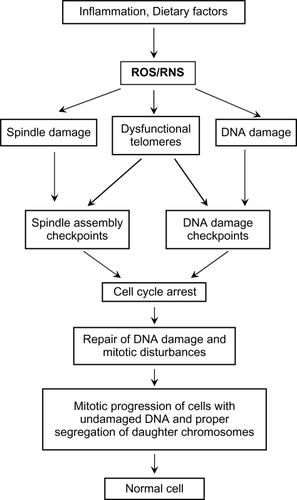 Figure 1 The damaging effects of dietary factors and inflammatory conditions on the colonic epithelium. Damage to DNA, the mitotic spindle, and to telomeres is mediated through the generation of ROS (reactive oxygen species) and/or RNS (reactive nitrogen species). This damage results in the activation of spindle and DNA damage checkpoints, which delay mitosis until repairs are made.