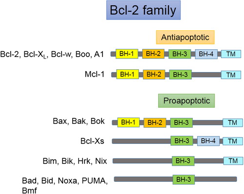 Figure 2. Members of the Bcl-2 protein family.