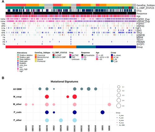 Figure 5. Co-regulation of HSPA5 and FGFR1 at the genomic level. (A) A oncogrid of the relationship between the HSPA5 and FGFR1 expression pattern, transcription-based subtype, clinical information, and genomic mutations. (B) Utilizing the mutation data within the genome, we analyzed the mutation signature resulting from the differences in HSPA5 and FGFR1 expression in the mesenchymal and proneural subtypes.