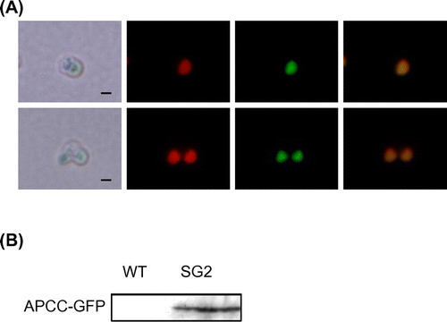 Fig. 2. Expression of the APCC-GFP Protein in C. merolae Cells.Note: (A) Subcellular localization of APCC-GFP in the SG2 strain. Non-dividing (top) and dividing cells (bottom) were examined by fluorescence microscopy. From left to right, the images show phase-contrast microscopy, intrinsic chlorophyll fluorescence, fluorescence of GFP proteins, and superposition of chlorophyll and GFP fluorescence. Scale bar, 1 μm. (B) Immunoblot analysis with antiserum against GFP. Crude extracts were prepared from the C. merolae wild-type and SG2 cultures. Samples (20 μg for each lane), prepared as described previously,Citation6) were analyzed with mouse antiserum against GFP (MBL International, Boston, MA) as primary antibody and a horse radish peroxidase-conjugated anti-rabbit immunoglobulin G antibody (GE Healthcare Bio-Sciences) as secondary antibody.