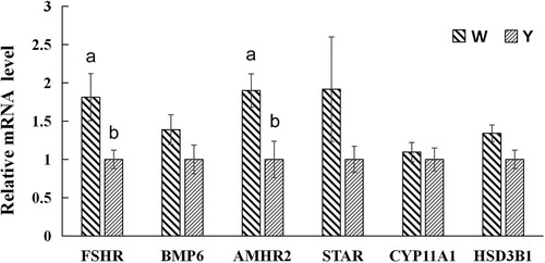 Figure 3. Gene relative expression levels of ovary tissues in the Wanxi white goose and Yangzhou goose at peak-laying period. W, Wanxi white goose; Y, Yangzhou goose; Values marked with different letters on the bars were considered significant different (P < 0.05). FSHR, follicle-stimulating hormone receptor; BMP6, bone morphogenetic protein 6; AMHR2, anti-Müllerian hormone receptor 2; STAR, steroidogenic acute regulatory protein; CYP11A1, cytochrome P450 family 11 subfamily A Member 1; HSD3B1, 3β-hydroxysteroid dehydrogenase.