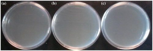 Figure 2. Antibacterial activities of TzPdNPs with (a) 109 (b) 108 (c) 107 CFU mL−1 Bacillus subtilis.