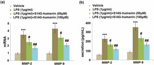 Figure 3. S14G-humanin attenuated the expression of MMP-2 and MMP-9 induced by LPS in hDPCs. (a)The mRNA Levels of MMP-2 and MMP-9; (b) The secretion levels of MMP-2 and MMP-9 were determined by ELISA (***, P < 0.001 vs. vehicle group; #, ##, P < 0.05, 0.01 vs. LPS group)