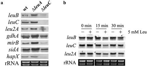 Figure 4. Transcript levels of leuB and LeuB target genes are upregulated in ∆leuA but downregulated in ∆leuC compared to wt (a) and downregulated by leucine supplementation in wt (b). (a) For Northern blot analysis, fungal strains were cultured under iron starvation conditions with 5 mM leucine supplementation. The wt strain was grown for 16 h, ∆leuA for 20 h, and ∆leuC for 28 h to compensate for the different growth rate and to reach the same biomass. (b) To analyze potential autoregulation of LeuB, the wt strain was cultured for 16 h under iron starvation prior the addition of leucine to a final concentration of 5 mM. For Northern analysis, samples were taken at 0, 15 and 30 min after leucine addition.