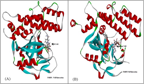 Figure 12. Secondary structure of PARP1 (A) and PARP2 (B) with NAD interaction.