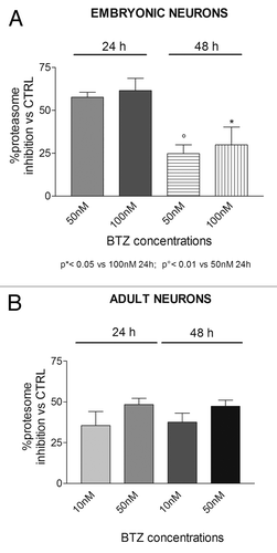 Figure 7. Effect of BTZ treatment on DRG neurons protesom activity. Embryonic (A) and adult (B) DRG neurons exposed to the indicated concentration of BTZ for 24 h and 48 h show a remarkable proteasome inhibition, persistent up to 48 h in adult neurons. Data are expressed as mean ± SEM.