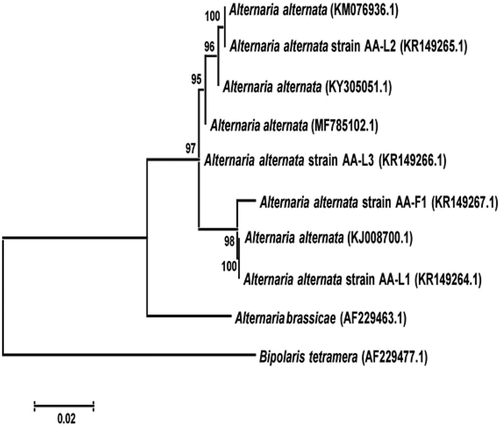 Fig. 3 Phylogenetic tree constructed with the ITS-5.8S rDNA sequences of the three strains of Alternaria alternata isolated from leaves of litchi (AA-L1, AA-L2, AA-L3), one strain isolated from litchi fruit (AA-F1), some other strains of A. alternata, and a strain of A. brassicae retrieved from GenBank. Bipolaris tetramera was used as the out-group taxon. The scale bar indicates the number of base changes per 1000 nucleotide positions in the neighbour-joining analysis.
