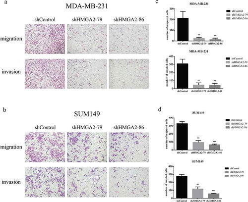 Figure 3. The effects of shHMGA2 on migration and invasion abilities of TNBC cells