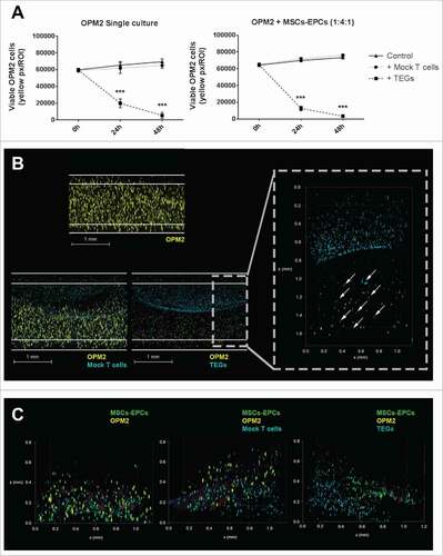 Figure 6. TEGs migrate and target OPM2 in a 3D BM niche model. (A) Left panel: quantification of viable OPM2 cells present in culture during 48 hours, untreated or after addition of either mock T cells or TEGs. Right panel: quantification of viable OPM2 cells co-cultured with MSCs and EPCs during 48 hours, untreated or after addition of either mock T cells or TEGs. Statistical analysis compared all groups to the non-treated control group. ### = P < 0.001. (B) Confocal 3D images of OPM2 cultures after 24 hours of culture, showing OPM2 (DiI, yellow), mock T-cells or TEGs (DiD, cyan) and apoptotic cells (Caspase-3, red). The scale bars represent 1 mm. A zoomed in confocal 3D image shows the migration of TEGs (DiD, cyan, indicated by white arrow) into the OPM2 culture (DiI, yellow) after 24 hours. TEGs can be found throughout the entire height of the Matrigel 50% (v/v) plug. (C) Confocal 3D images of OPM2 co-cultures after 24 hours of culture, showing OPM2 (DiI, yellow), mock T cells or TEGs (DiD, cyan), MSCs and EPCs (DiO, green) and apoptotic cells (Caspase-3, red).