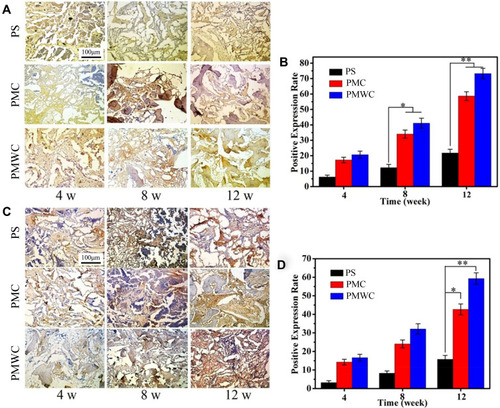 Figure 10 Immunohistological staining of positive expression of BMP-2 (A) and VEGF (C) after PS, PMC, and PMWC implanted in vivo for 4, 8 and 12 weeks. Brown staining indicates positive expression of BMP-2 and VEGF. Quantitative analysis of the positive expression of BMP-2 (B) and VEGF (D) by histological sections after PS, PMC, and PMWC implanted in vivo for 4, 8, and 12 weeks. *p<0.05 and **p<0.01 relative to PS.Abbreviations: BMP-2, bone morphogenetic protein-2; VEGF, vascular endothelial growth factor; PS, polybutylene succinate; PMC, polybutylene succinate-magnesium phosphate composite scaffolds; PMWC, polybutylene succinate-magnesium phosphate-wheat protein composite scaffolds.