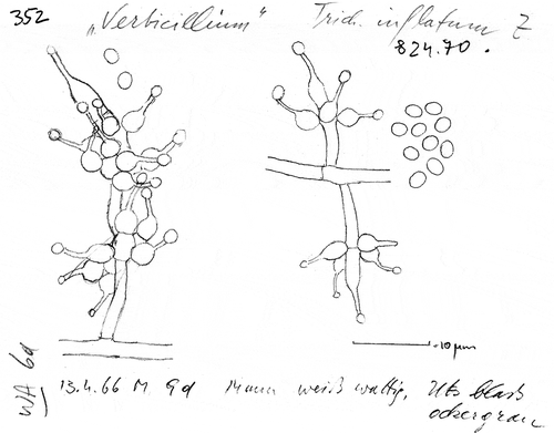 Figure 2. The original pencil drawing by Walter Gams of the type strain for the fungus eventually described as Tolypocladium inflatum, the source of the life-saving immunosuppressant drug cyclosporine.