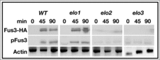 Figure 6. VLCFA elongation mutants lack MAP kinase-dependent activity. The levels of total and phosphorylated Fus3 were analyzed by western analysis using the appropriate antibodies. Actin level was used as a loading control. n = 5; pFus3, phosphorylated Fus3; Fus3-HA, total Fus3 protein.