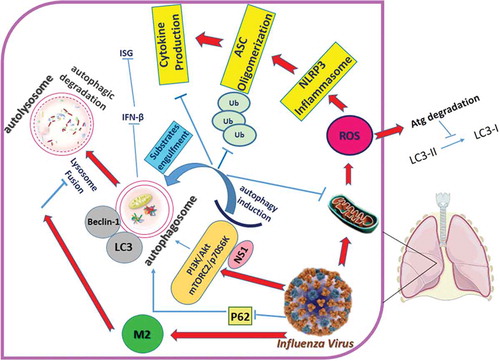 Figure 4. Autophagy Signaling During Influenza A Virus Infection.Influenza A virus (IAV) induces the NLRP3 inflammasome, which causes mitochondrial damage and release of ROS, which prevents the conversion of LC3-II to LC3-I by degrading Atg4 and leads to increased levels of LC3-II. NLRP3 forms an inflammasome complex with ASC and induces the production of inflammatory cytokines. IAV also binds to Beclin1 by the viral M2 protein. It up-regulates the expression of several autophagy-related genes, which can increase autophagic flux. M2 also contains an LC3-interacting region (LIR) which is required for influenza virus subversion of autophagy; this leads to LC3 redistribution to the plasma membrane in infected cells. The complex P-mTORC2/p70S6K blocks lethal autophagy. Autophagosome formation blocks IFN-β and reduces ISG expression [modified from [Citation337]].