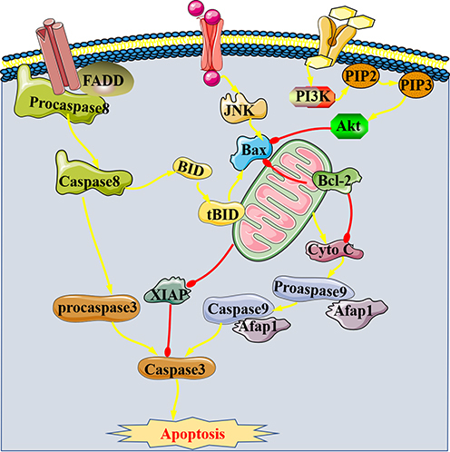 Figure 2 Apoptosis-related proteins of SIMI.