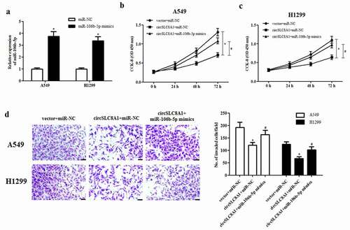 Figure 5. Effect of miR-106b-5p mimics on the cell proliferation and invasion in circSLC8A1-overexpressing NSCLC cells. (a). Relative expression of miR-106b-5p in A549 and H1299 cells after transfection with miR-106b-5p mimics or control mimics. NSCLC cells were co-transfected with circSLC8A1 and miR-106b-5p mimics. (b and c). CCK-8 assay was performed to examine cell proliferation in A549 and H1299 cells. (d). Transwell assay was carried out to measure cell invasion in A549 and H1299 cells. *p < 0.05 vs. vector+miR-NC group, #p < 0.05 vs. circSLC8A1+ miR-NC group