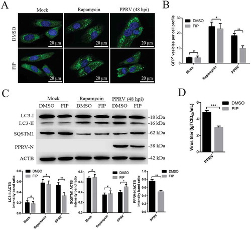 Figure 9. Syncytia formation facilitates sustained autophagy in PPRV-infected EECs. (A) GFP-LC3 EECs treated with DMSO or rapamycin (100 nM) or infected with PPRV (MOI = 3) were further cultured in the absence or presence of 10 μg/mL FIP for 48 h. The number of autophagic vesicles was determined by confocal immunofluorescence microscopy. Scale bars, 20 μm. (B) Corresponding graph showing the number of GFP+-LC3 vesicles per cell profile of FIP-treated EECs. (C) EECs were treated as described in A. Cell samples were analyzed by immunoblotting with anti-LC3, anti-SQSTM1, anti-PPRV-N and anti-ACTB (loading control) antibodies. The target protein levels relative to the ACTB levels in the FIP-treated EECs were determined by densitometry. (D) EECs were treated with FIP and infected with PPRV for 48 h. The viral titers were measured using the TCID50 method. The data represent the mean ± SD of three independent experiments. Two-way ANOVA; *P < 0.05; **P < 0.01; ***P < 0.001; #P > 0.05.