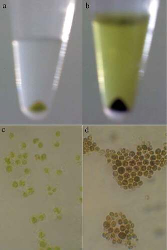 Figure 7. Cell pellet (a) and microscopic appearance (c) of C. vulgaris cells in contrast to MTT treated cells (b and d)