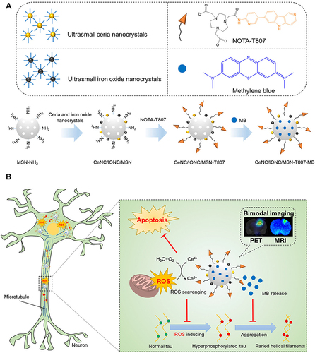 Figure 8 CeNC/IONC/MSN-T807-MB and its tau-targeted synergistic treatment for AD. (A) Schematic illustration of the progressive fabrication of CeNC/IONC/MSN-T807-MB. (B) Treatment mechanism of the nanocomposite. Reprinted with permission from Chen Q, Du Y, Zhang K et al. Tau-targeted multifunctional nanocomposite for combinational therapy of Alzheimer’s disease. ACS Nano. 2018;12(2):1321–1338. Copyright (2018) American Chemical Society.Citation66