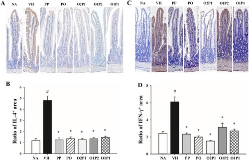 Figure 4. The expression of IL-4 and IFN-γ in the duodenal tissues of mice. Representative images of the IHC-stained sections are presented in (A, C), where the brown signals indicate the presence of IL-4 or IFN-γ. (B, D) The area occupied by IL-4 and IFN-γ positive signals was measured, and the ratio of positive area to the total tissue area was calculated using ImageJ software. Data are expressed as mean ± SEM (n = 5) and represent three independent experiments. Statistical analysis was conducted to compare the different groups, and the symbols #(p < 0.05 compared to the NA group) and *(p < 0.05 compared to the VH group) were used to indicate significant differences.