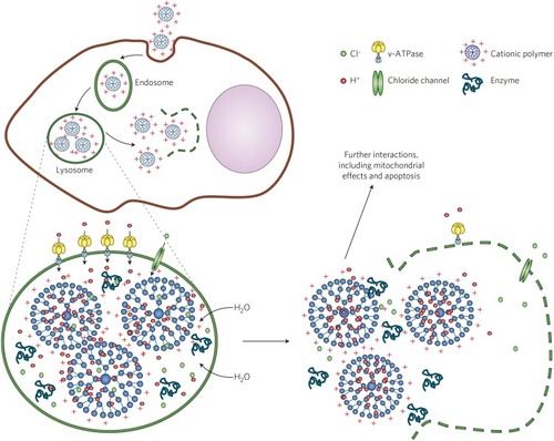 Figure 3 Schematic illustrating the proton sponge effect leading to the lysosomal damage and the induction of cytotoxicity by the cationic nanoparticles. Cationic (for example, PEI-coated) nanoparticles bind with high affinity to lipid groups on the surface membrane and are endocytosed in the tight-fitting vesicles. Reprinted by permission from Springer Nature, Nature Materials, Understanding biophysicochemical interactions at the nano-bio interface, Nel AE, Madler L, Velegol D, et al., Copyright 2009.Citation55