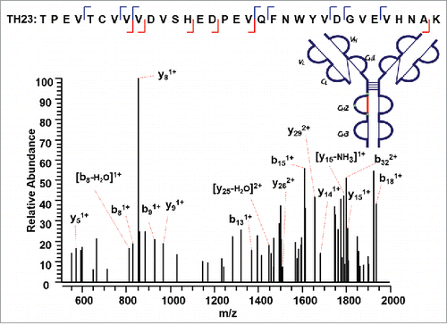 Figure 8. CID MS3 spectrum of the disulfide-dissociated peptide TH23 within the CH2 domain. TH23 was identified by Proteome Discoverer as a reduced peptide resulting from disulfide cleavage with multiple fragment ions serving as anchors to aid in confident identification of peptide segment. The dipeptide TH28 was confirmed to be the complementary peptide based on the mass difference between the disulfide-linked peptide and the identified disulfide-dissociated TH23, leading to the identification of disulfide linkage between C270 (H) and C330 (H).
