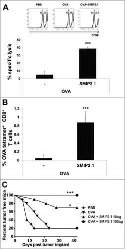 Figure 3. SMIP2.1 induces antigen-specific CTL activity in vivo. (A and B), C57Bl/6 mice were immunized with PBS or OVA (25 μg/mouse) alone or adjuvanted with SMIP2.1 (10 μg/mouse). (A), After 7 days, syngeneic splenocytes loaded with 2 different concentrations of CFSE and pulsed with either OVASIINFEKL peptide (CFSEhigh) or an irrelevant control peptide (CFSElow) were injected i.v. into recipient mice at a ratio of 1:1. Twenty-four hours later, the CTL response was assessed in draining LNs by measuring the presence of CFSEhigh target cells using flow cytometry. Upper panels show flow cytometry analysis while the graph at the bottom shows the percentage of specific lysis of fluorescent target cells in the different groups calculated as described in the Material and Methods section. (B), A peripheral blood sample was obtained from mice prior to infusion of cells. Cells were stained with Kb/OVA257–264 tetramer to measure the frequency of OVA specific CD8+ T cells. The percentage of Kb/OVA257–264 tetramer+ CD8+ T cells in mice immunized with PBS was subtracted from the other groups. (C), C57Bl/6 mice were immunized twice with PBS or OVA (25 μg/mouse) alone or adjuvanted with SMIP2.1 at the indicated concentration. Seven days after the second immunization, mice were implanted s.c. with OVA-expressing E.G7 tumor cells and mice were monitored for tumor growth. The graph shows the percentage of tumor-free mice along 47 d after tumor cells implantation. Mice were euthanized when moribund. Representative data of 3 independent experiments are shown. Statistical analysis was performed vs OVA immunized group: *P ≤ 0.05; *** P < 0.001.