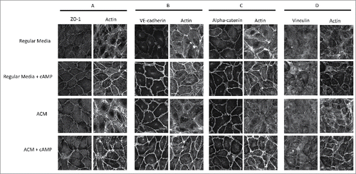 Figure 2. ACM and cAMP treatments induce changes in the cytoskeleton and cell-cell junctions. (A) Cells treated with cAMP analogues had increased ZO-1 junctional recruitment and a more delineated, linear morphology. (B and C) Cells treated with ACM or cAMP enhancing agents had increased VE-cadherin and α-catenin junctional recruitment and more linear morphology. (D) Vinculin recruitment to cell-cell contacts was seen only with cAMP supplementation. Reduction of stress fibers and enhancement of cortical actin was most apparent in the ACM-treated cultures exposed to cAMP analogues (A through D).