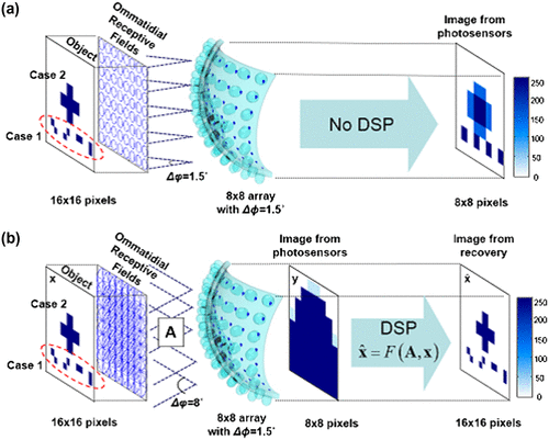 Figure 19. Imaging formation of a conventional compound eye (a) and the proposed COMPU-EYE (b). (a) The conventional compound eye consists of 8 × 8 ommatidia with Δφ = 1.5° and Δφ = 1.5°. (b) COMPU-EYE consists of 8 × 8 ommatidia with Δφ = 1.5° and Δφ = 8° as well as a DSP algorithm. Source: Lee et al. 2016, reproduced with permission from Optics Express.