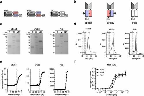 Figure 2. Generation of hetEHD2-derived eFab molecules. (a) Schematic illustration of the eFab molecules containing the anti-MET variable domains (from 5D5)Citation17 and the hetEHD2 domains. In this experiment, we used the VL5D5-comprising chain in combination either with non-glycosylated EHD2-2 or with the glycosylated version EHD2-1. For the Fd-like fragment, the VH5D5-containing chain was either combined with EHD2-1 (eFab1) or with the non-glycosylated version EHD2-2 (eFab2) fused to a His-tag. As control, we included a Fab fragment using the same variable domains. (b) Schematic illustration of both eFab molecules (eFab1: VL5D5-EHD2-2 + VH5D5-EHD2-1-His; eFab2: VL5D5-EHD2-1 + VH5D5-EHD2-2-His) and the Fab5D5. (c) SDS-PAGE analysis of the purified eFab and Fab molecules under reducing (R) and non-reducing (NR) conditions (12% PAA, 4 µg of protein, M: marker). (d) Size-exclusion chromatography (SEC) profile with a TSKgel G2000SWXL column under native conditions using HPLC analysis. (e) Aggregation temperature of both eFab molecules and the Fab5D5 using dynamic light scattering (DLS). Dotted line indicates the aggregation point. (f) ELISA binding experiment using MET-huFc fusion protein as immobilized antigen. Bound antibodies were detected with an anti-His-HRP detection antibody. Mean ± SD, n = 3.