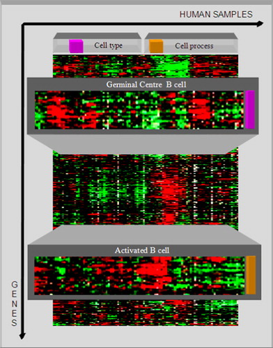 Figure 5. Signature genes are a set of genes with distinct expression patterns, which are used for describing particular cell types. Two signature genes, the germinal centre B cell and the activated B cell are identified and used for clustering the samples (containing normal and malignant lymphomas) into two subcategories. The subcategories are characterized by cell type and cell process. For this purpose, the genes are clustered first according to their expression patterns and additionally the samples are clustered according to the similarity of their gene expression profiles. The cluster analysis shows that the diffuse large B-cell lymphoma samples are completely contained in the germinal centre B-cell cluster (cell type).
