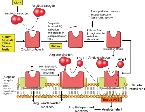 Figure 3 Overview of prorenin, active renin and (pro)renin receptors.