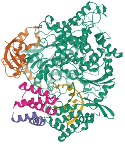 Figure 1. 3-Dimensional structures of RdRP SARS CoV-2 target proteins. 1- green color: RNA direct RNA polymerase (chain A), 2- brown and violet color non-structure protein 8 (chain B and chain D), 3- pink color: non-structure protein 7 (Chain C).