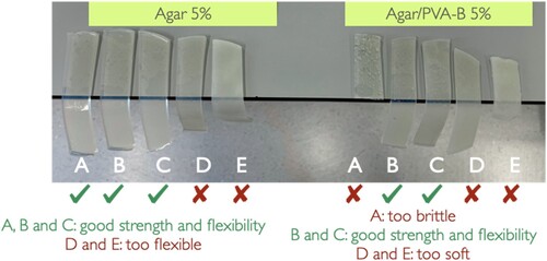 Figure 6. Gels were prepared with an increasing proportion of ethanol (from A to E: 0, 12.5%, 25%, 37.5% and 50% v/v). Strips of gels were cut, handled, and placed across the edge of a table to assess their mechanical properties. The further gels bent, the more flexible or softer they were.