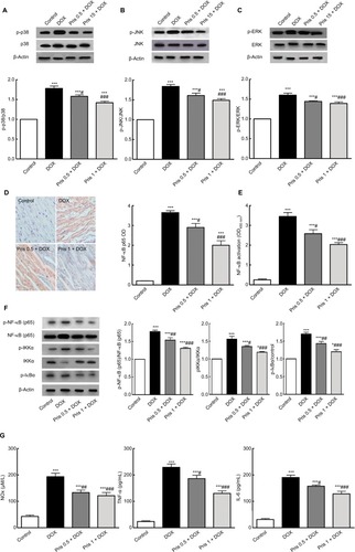 Figure 6 Effect of Pris on DOX-induced alteration of MAPK/NF-kB signaling pathways.Notes: Western blot showing the protein expression of (A) p-p38 and p38, (B) p-JNK and JNK, (C) p-ERK and ERK, and quantification of the protein intensities. β-Actin was used as an internal control. (D) Specimen of the cardiac tissue in different groups showing different protein expressions of NF-kB p65 via IHC staining and semiquantitative analysis of IHC expressed as OD across 10 different fields for each section; ×400, scale bar 25 µm. (E) NF-kB p65 activation in the cardiac tissue. (F) Western blot for NF-kB p65, p-NF-kB p65, IKKα, phospho-IKKα, p-IkBα, and quantification of the protein intensities. β-Actin was used as an internal control. (G) Cytokine levels in the cardiac tissue. Rats were injected with DOX (2.5 mg/kg) six times over 2 weeks. Pris was administered (0.5, 1 mg/kg, intraperitoneal) once daily for 1 week before and 2 weeks contaminant with DOX injection. Data are the mean ± standard error (n=8). *P<0.05, ***P<0.001 vs the control; #P<0.05, ##P<0.01, ###P<0.001 vs the DOX group (one-way ANOVA).Abbreviations: DOX, doxorubicin; ERK, extracellular signal-regulated kinase; IHC, immunohistochemical; IKKα, inhibitor of nuclear factor kappa-B kinase alpha; JNK, c-JUN N-terminal kinase; MAPK, mitogen activated protein kinase; NF-kB, nuclear factor kappa-B; p-ERK, phospho-ERK; p-IkBα, phospho-inhibitor of NF-kBp-JNK, phospho-JNK; Pris, pristimerin.