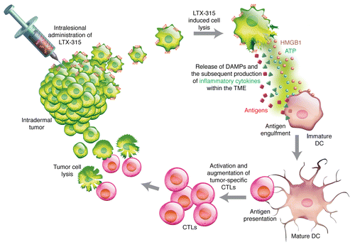 Figure 1. LTX-315 is a synthetic cationic peptide with anticancer properties. Intralesional administration of LTX-315 induces cellular lysis (necrosis) through membrane destabilization, leading to a cascade of events that stimulate the immune system. Intracellular content consisting of DAMPs such as ATP and HMGB1, together with tumor antigens, are released into the tumor microenvironment. This induces an inflammatory response and the subsequent production of local inflammatory cytokines, which will initiate the maturation and recruitment of DCs into the tumor bed. Activated DCs are then primed for antigen engulfment and antigen presentation to T cells, creating tumor-specific cytotoxic CD8+ T lymphocytes capable of eradicating residual cancer cells. ATP, adenosine triphosphate; DAMPs, danger-associated molecular pattern molecules; DC, dendritic cell; CTLs, cytotoxic CD8+ T lymphocytes; HMGB1, high mobility group box protein 1; TME, tumor microenvironment;.