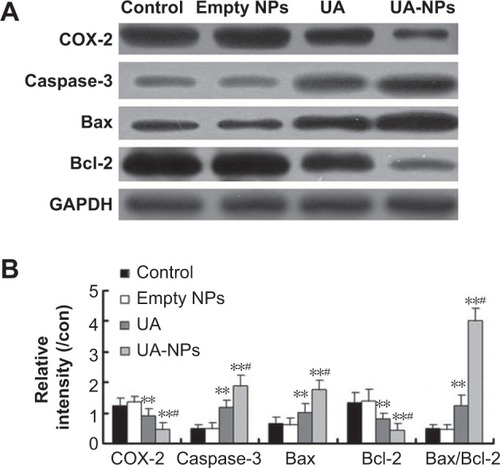 Figure 8 Protein expression of COX-2, Caspase-3, Bax, and Bcl-2 in H22 cells exposed to empty NPs, UA, and UA-NPs.Notes: (A) The gel image of Western blot analysis. (B) The histogram representing the semiquantification of gel image normalizing the band with the GAPDH control. **P<0.01 versus control. #P<0.05 versus the equivalent dose of UA. Data are presented as mean ± SD (n=3).Abbreviations: NP, nanoparticle; SD, standard deviation; UA, ursolic acid; UA-NPs, UA-loaded poly(N-vinylpyrrolidone)-block-poly (ε-caprolactone) nanoparticles.