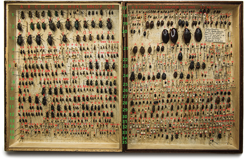Figure 2. Darwin’s beetle box, with labelled position codes. Original image provided by University Museum of Zoology Cambridge.
