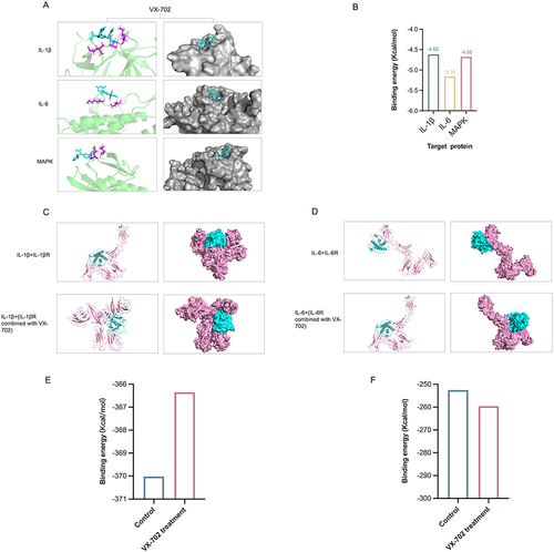 Figure 8 Molecular docking results of VX-702. (A) Molecular docking results showed the binding site of VX-702 with the target genes. (B) The results of the binding energy of molecular docking. VX-702 could directly bind with IL-6, IL-1β and MAPK. (C) Molecular docking results showed the binding site of IL-1β and IL-1βR with or without VX-702 treatment. (D) Molecular docking results showed the binding site of IL-6 and IL-6R with or without VX-702 treatment. (E and F) The results of the binding energy (E for IL-1β, F for IL-6) of molecular docking.