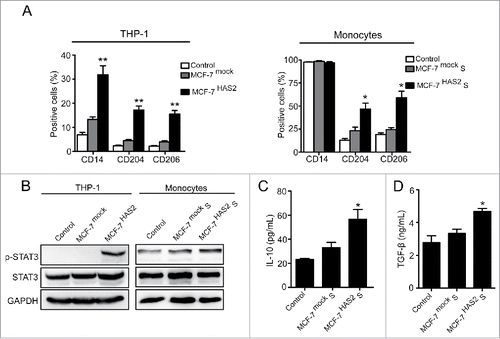 Figure 4. Over-expression of HA promotes M2 macrophages formation. (A) Flow cytometry analysis showing expression levels of CD14, CD204, and CD206 in THP-1 cells and monocytes. (B) Western blot analysis of STAT3 phosphorylation levels of THP-1 cells and monocytes. (C, D) Levels of IL-10 and TGF-β secreted by monocytes were measured by ELISA assay. Graphs represent the mean ± s.d. from three independent experiments. *p < 0.05, **p < 0.01, ***p < 0.001 (* VS MCF-7mock or MCF-7mock S).